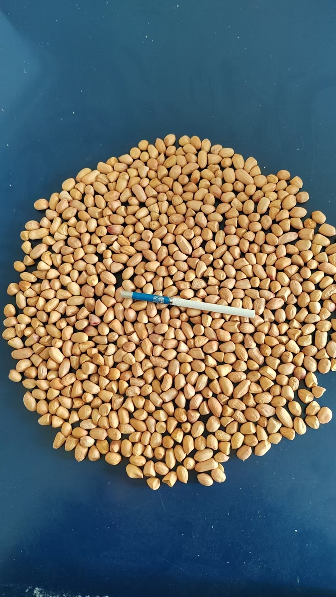 辽宁昌图出售两车70/90规格米,粒数850以内